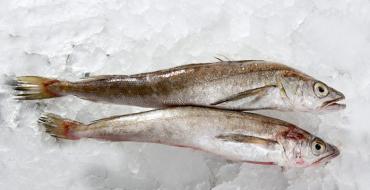 Рыба хек: польза и вред, рецепты блюд из хека